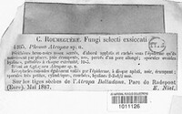 Phoma atropae image
